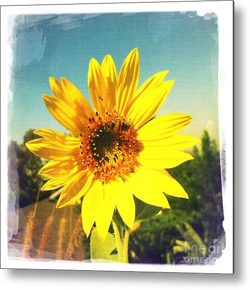 Sunny Day Sunflower Metal Print featuring the photograph Sunny Day Sunflower by Nina Prommer