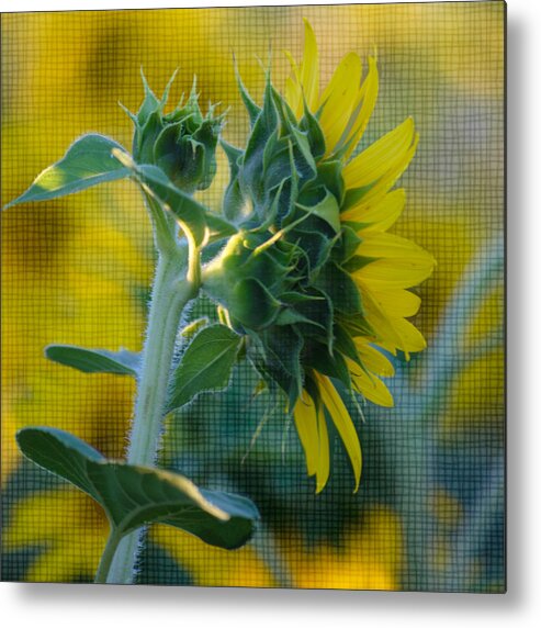 Sunflower Metal Print featuring the photograph Sunny with texture by Rima Biswas
