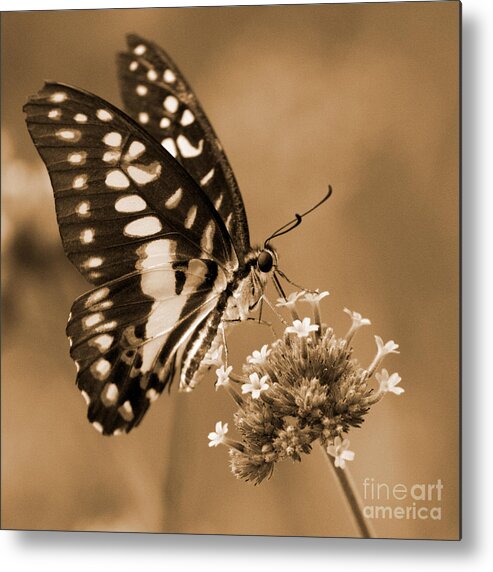 Butterflies Metal Print featuring the photograph Swallowtail Butterfly 1 by Chris Scroggins
