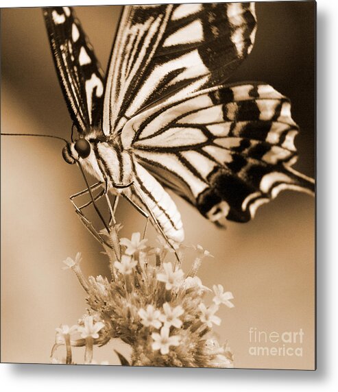 Butterflies Metal Print featuring the photograph Swallowtail Butterfly 2 by Chris Scroggins