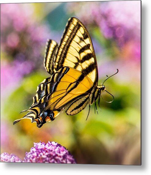 Butterfly Metal Print featuring the photograph Swallowtail in Flight by Janis Knight