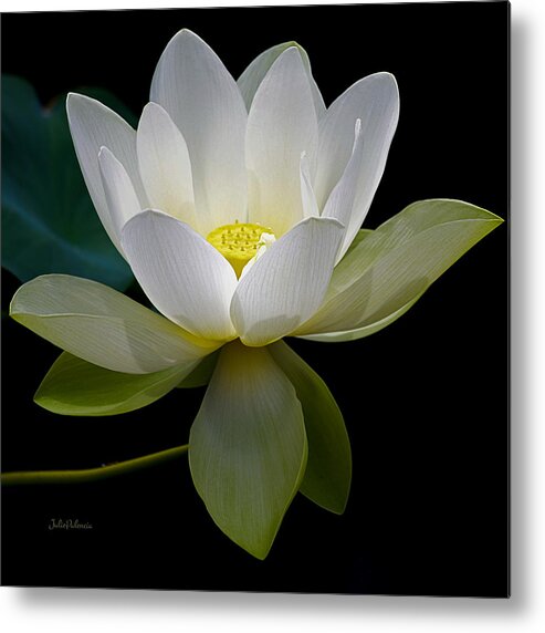 Lotus Metal Print featuring the photograph Symbolic White Lotus by Julie Palencia