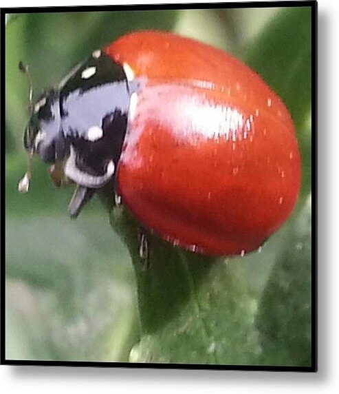 Ladybug Metal Print featuring the photograph Taking A Look Around For A Place To by Kevin Previtali