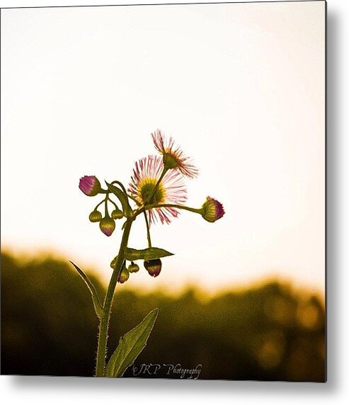 Metal Print featuring the photograph The Beauty Of A Weed by Julianna Rivera-Perruccio