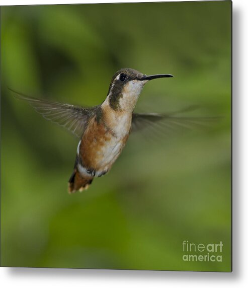 Festblues Metal Print featuring the photograph The Buzzy Hummer... by Nina Stavlund