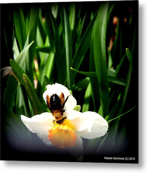 Flower Metal Print featuring the photograph The Flower the bee and me by Rabiah Seminole