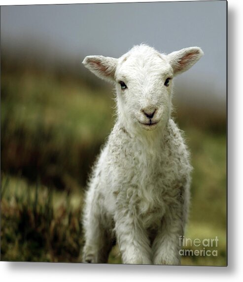 Wales Metal Print featuring the photograph The Lamb by Ang El