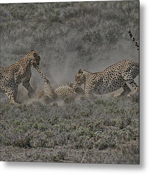 Serengeti Metal Print featuring the photograph The Mating Game 2 by Gary Hall
