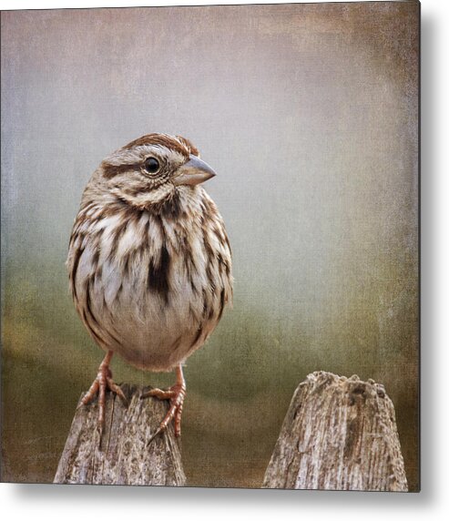 Sparrow Metal Print featuring the photograph The Song Sparrow by Cathy Kovarik