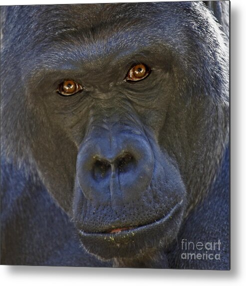 Gorilla Metal Print featuring the photograph The Stare by Liz Leyden