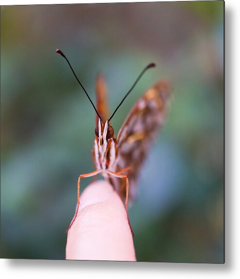 Butterfly Metal Print featuring the photograph The Staring Contest by Priya Ghose