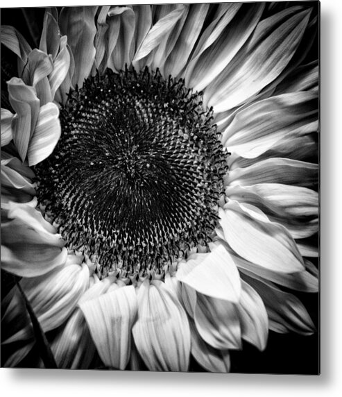 The Sunflower Ii Metal Print featuring the photograph The Sunflower II by David Patterson