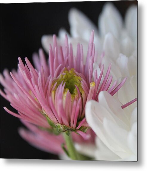 Just A Unique Flower. It's A Little Different Then The Others. Some Were Whit But The Others Were Purple. Different Colors Metal Print featuring the photograph The Unique Flower by Stella Robinson