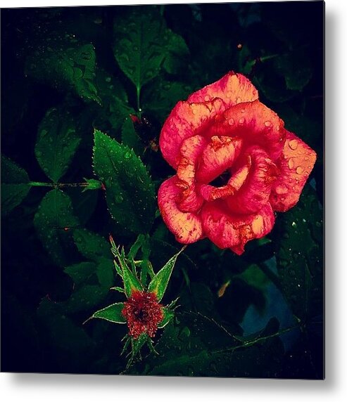Rose Metal Print featuring the photograph Rose Water by Merideth Bray