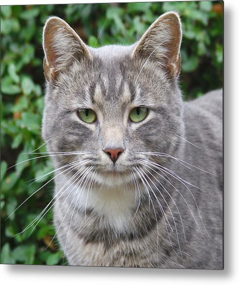 Cat Metal Print featuring the photograph Thomas 3 by Cathy Lindsey