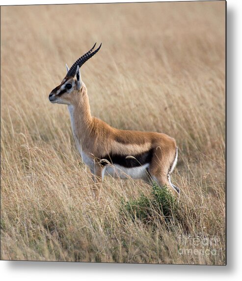 Gazelle Metal Print featuring the photograph Thompson's Gazelle by Chris Scroggins