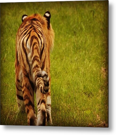 Wildlife Metal Print featuring the photograph Tiger Stripes by Hermes Fine Art