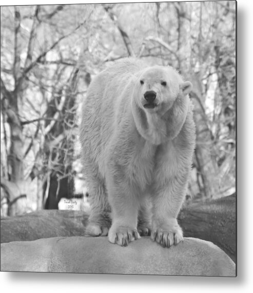 Bear Metal Print featuring the mixed media Time For A Dip by Trish Tritz