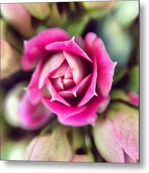  Metal Print featuring the photograph Tiny Pink Flower 2 by Tatiana Alves