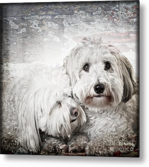 Dogs Metal Print featuring the photograph Together by Elena Elisseeva