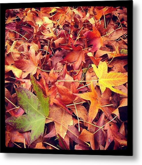 Autumn Metal Print featuring the photograph Too Soon? by CML Brown