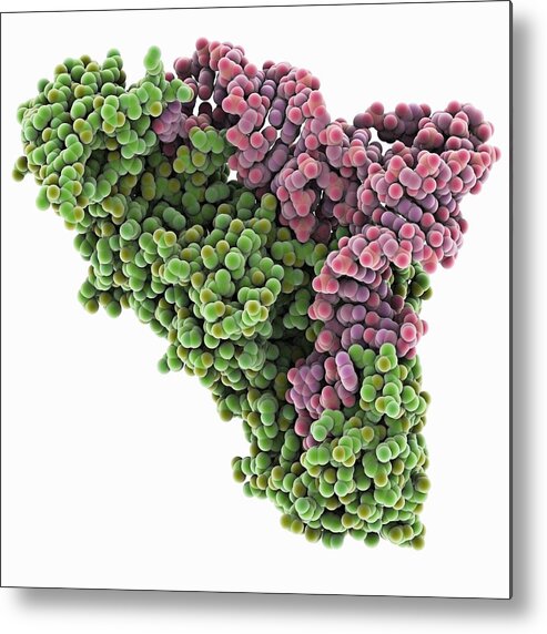 Artwork Metal Print featuring the photograph Transfer RNA complex by Science Photo Library
