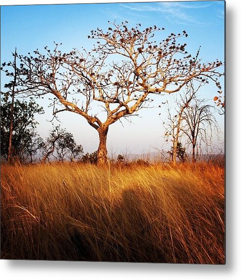 Grass Metal Print featuring the photograph Tree And Grass by Hitendra SINKAR