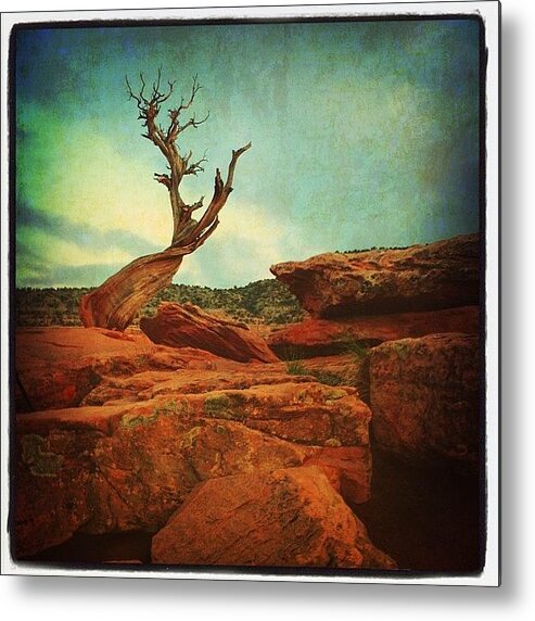 Beautiful Metal Print featuring the photograph #tree #nature #colorado #national by Jill Battaglia