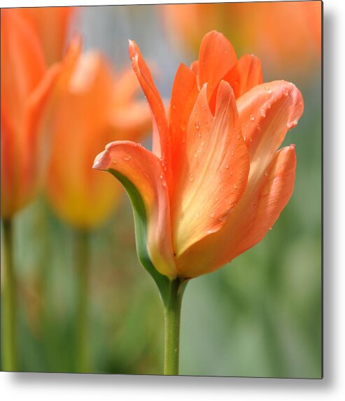 Orange Color Metal Print featuring the photograph Tulip After Gentle Rain by Déco'style Balexia87