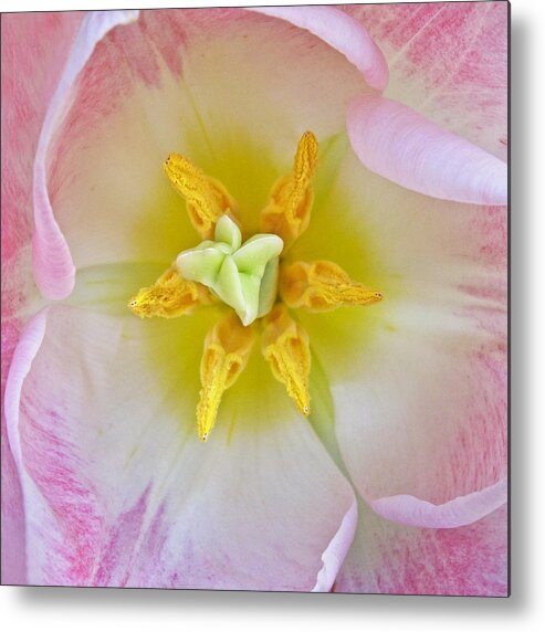 Bloom Metal Print featuring the photograph Tulip Close Up II by David and Carol Kelly