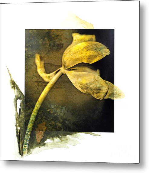 Studio Shot Metal Print featuring the photograph Tulip on a textured brown background. by Bernard Jaubert