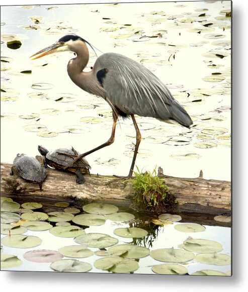Heron Metal Print featuring the photograph Turtle StompingHeron by Jerry Cahill