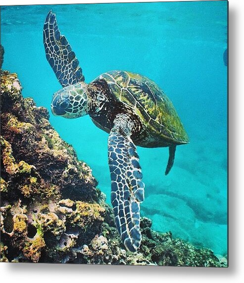 Turtle Metal Print featuring the photograph #turtle #turtles #honu #hawaiistagram by Brian Governale