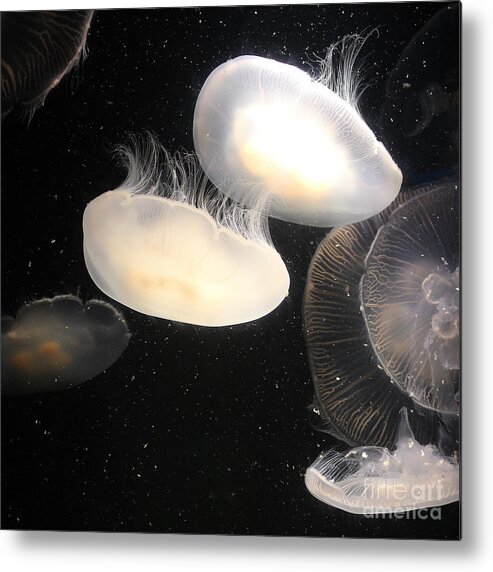 Jellyfish Metal Print featuring the photograph Twin Jellyfish by Cheryl Del Toro