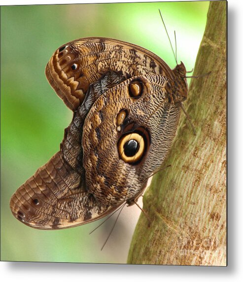 Caligo Metal Print featuring the photograph Two Caligo Atreus Butterflies by Amanda Mohler