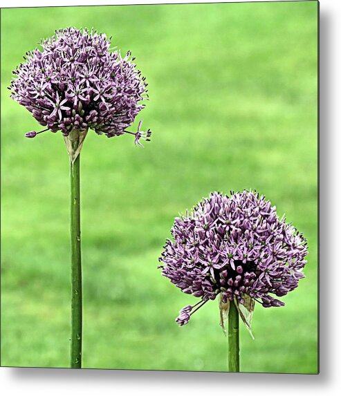 Purple Sensation Alliums Metal Print featuring the photograph Two Purple Sensation Alliums by Janice Drew