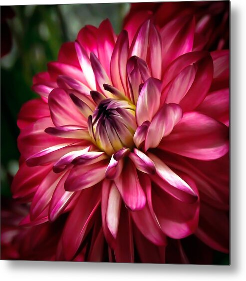 Dahlia Metal Print featuring the photograph Dahlia Unfolding by Athena Mckinzie