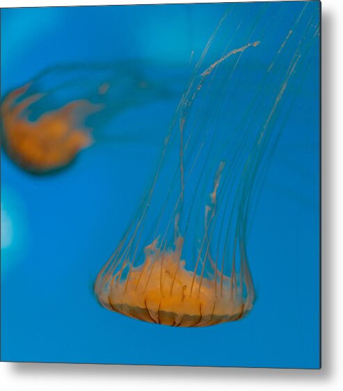 Jellyfish Metal Print featuring the photograph Upside Down Sea Nettle by Scott Campbell