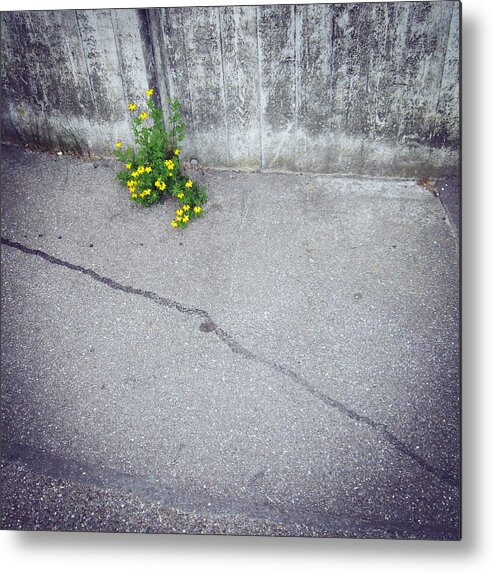 Flower Metal Print featuring the photograph Urban flora - yellow flower and grey asphalt by Matthias Hauser