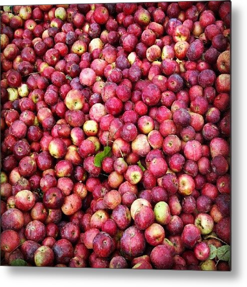 Autumn Metal Print featuring the photograph Vermont Apple Harvest by Rachel Waters