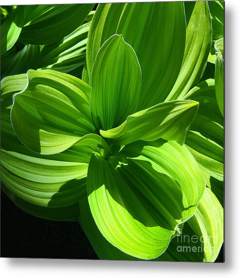 Vibrant Green Corn Lilies In Colorado Mountain Meadow During Springtime Metal Print featuring the photograph Vibrant Green Corn Lilies In Colorado Mountain Meadow During Springtime by Jerry Cowart