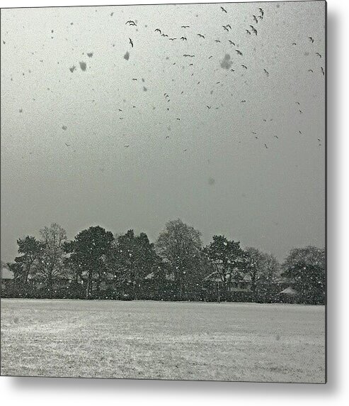 Birds Metal Print featuring the photograph View From My Home Right Now. Seagulls by Abbie Shores