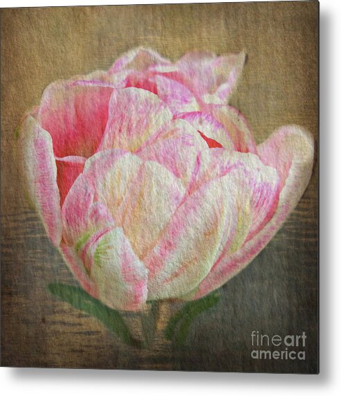 Tulip Metal Print featuring the photograph Vintage Paper Tulip by Judy Palkimas