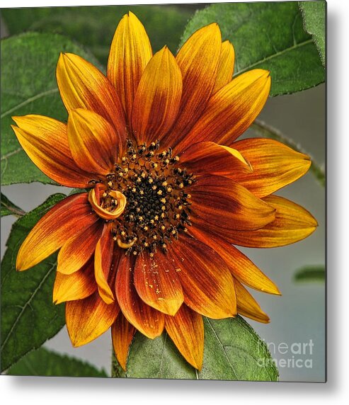 Sunflower Metal Print featuring the photograph Visions Of Summer by Peggy Hughes