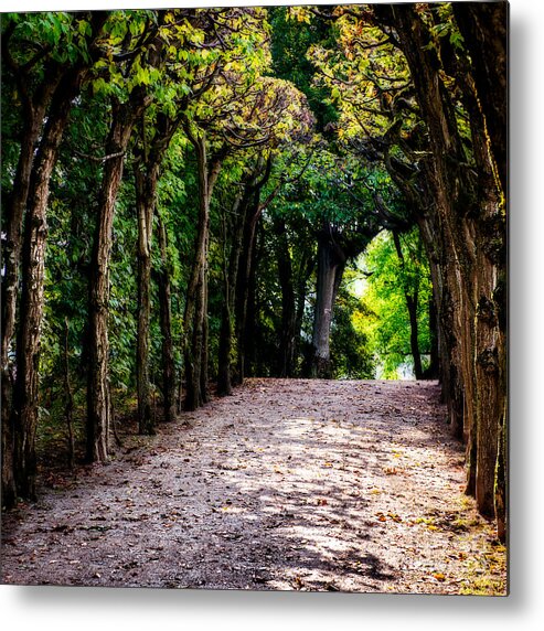 1x1 Metal Print featuring the photograph Walk Through The First Days Of Fall by Hannes Cmarits