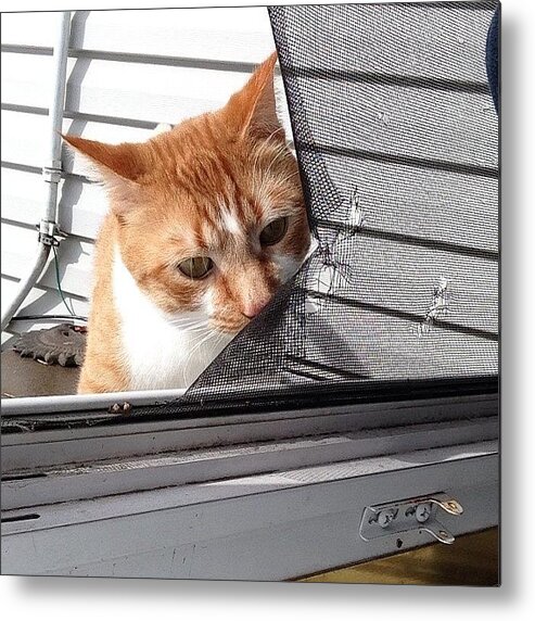 Mrmeowsmeowmaster Metal Print featuring the photograph Warm Up = Meowster Is Back Outside! by Abby Edwards