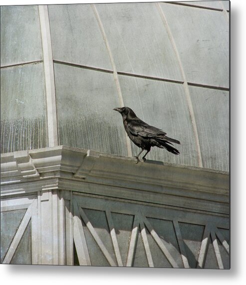 Sally Banfill Metal Print featuring the photograph Watching by Sally Banfill