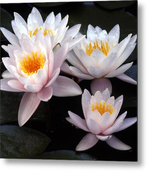 Flowers Metal Print featuring the photograph Water Lily Group by Harold Rau