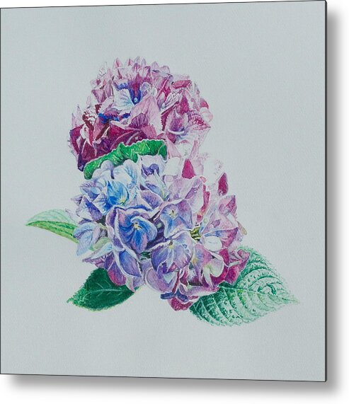 Flower Painting Metal Print featuring the painting Watercolored Hydrangea by Michele Myers
