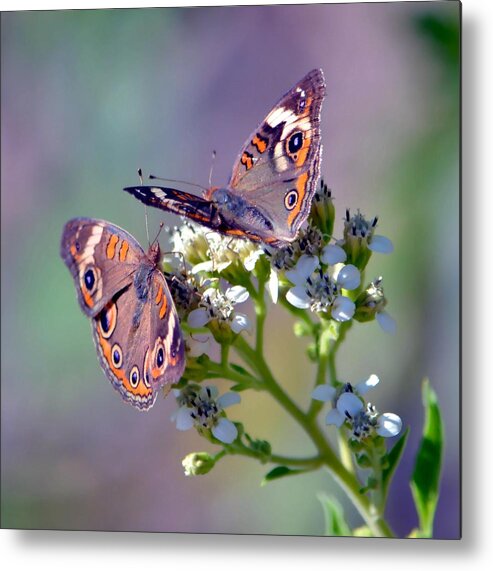 Butterfly Metal Print featuring the photograph We Make A Beautiful Pair by Deena Stoddard